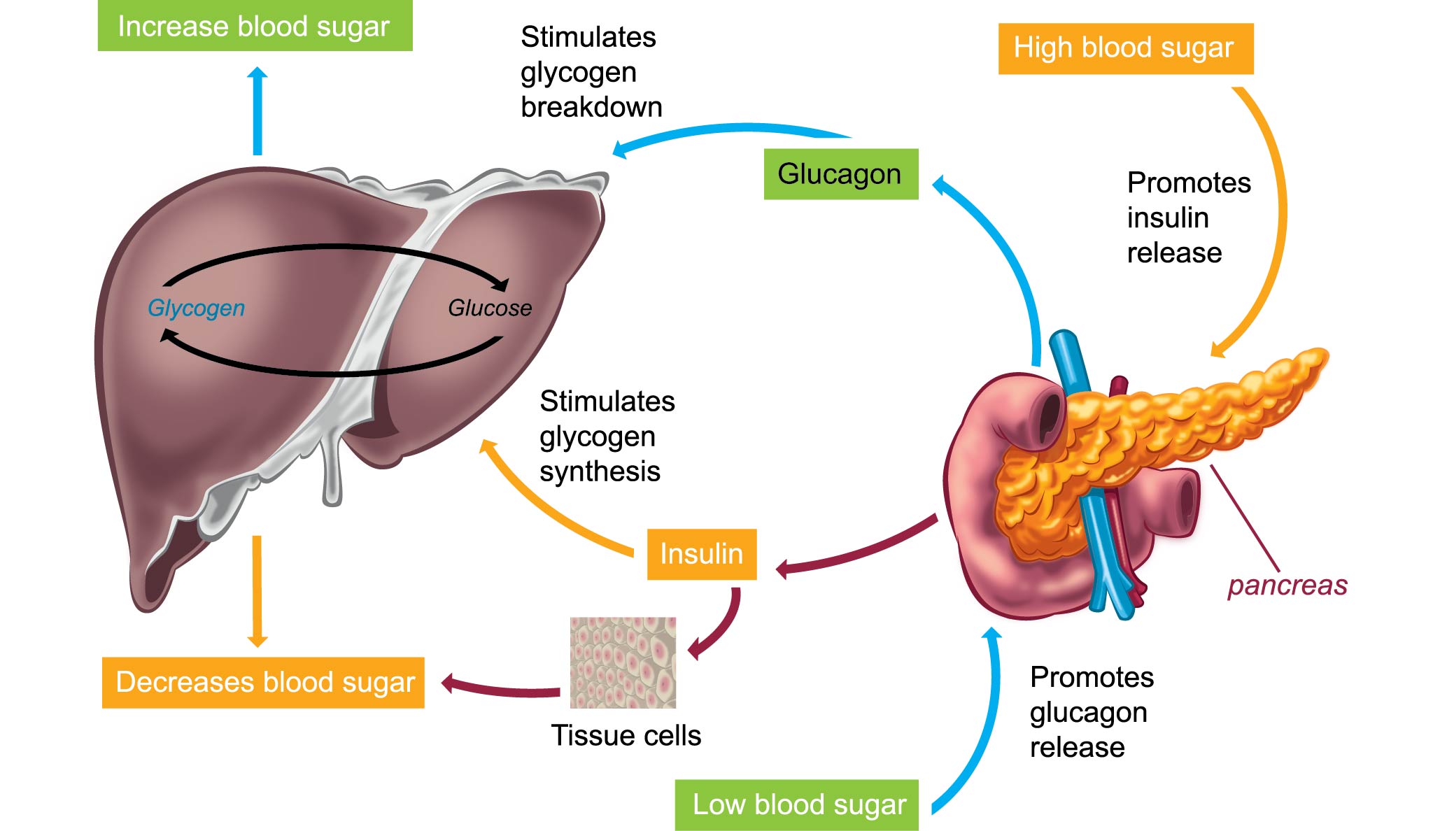 blood sugar process cycle