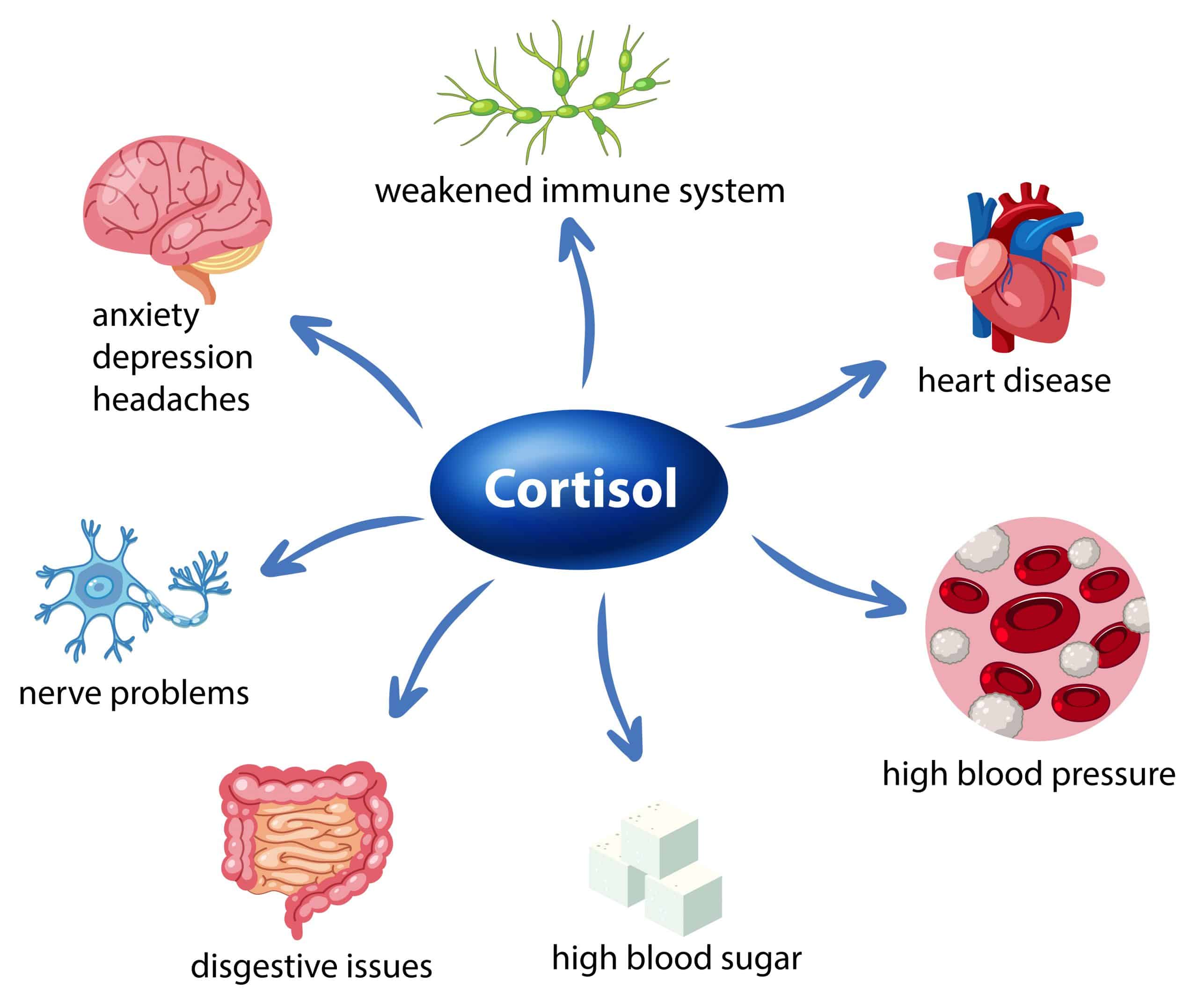 How does diet affect cortisol