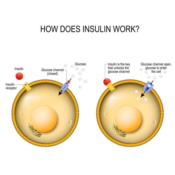 Insulin Injection Illustrations, Royalty